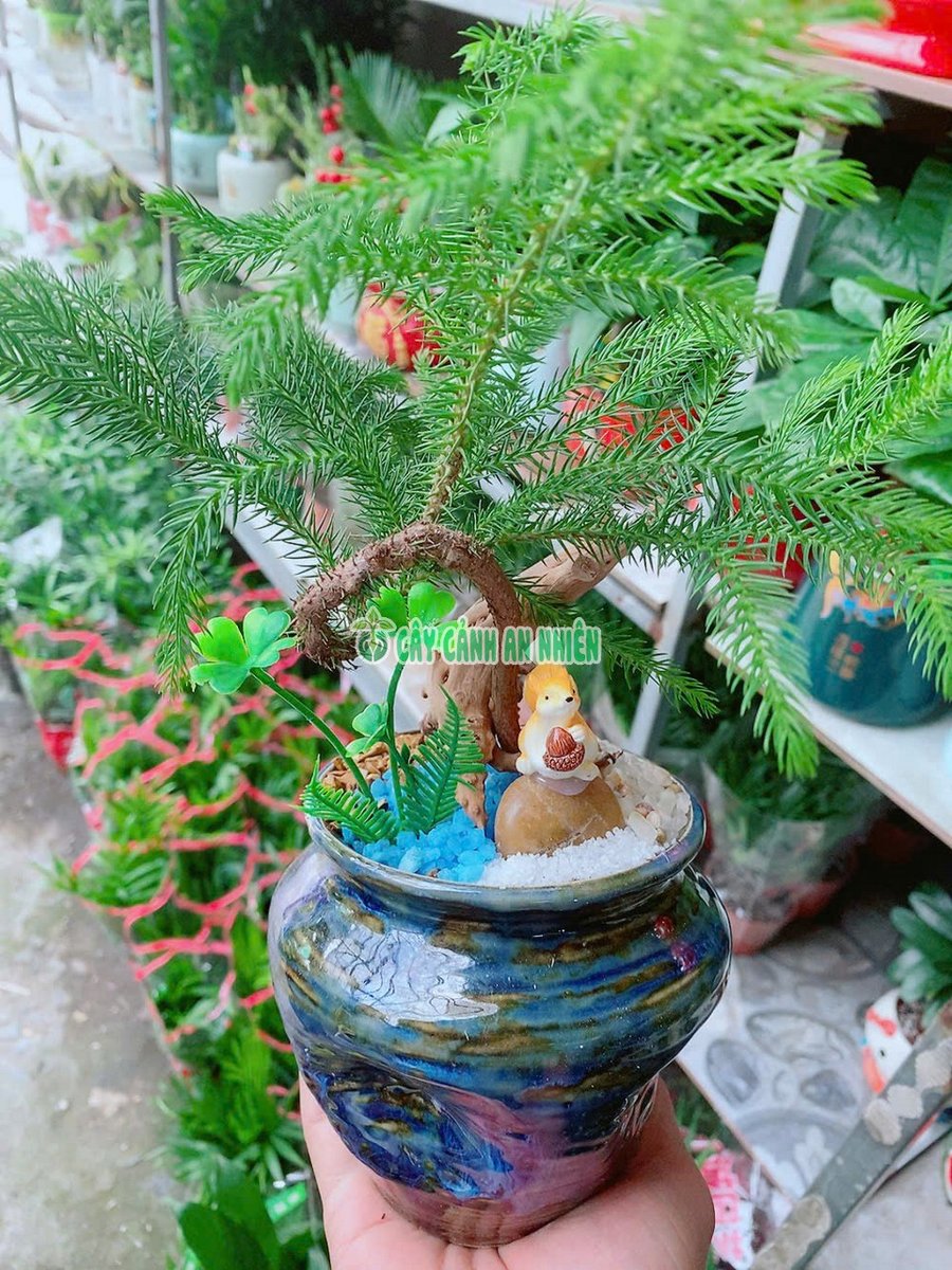 Chậu Cây Tùng Bồng Lai Xương Cá