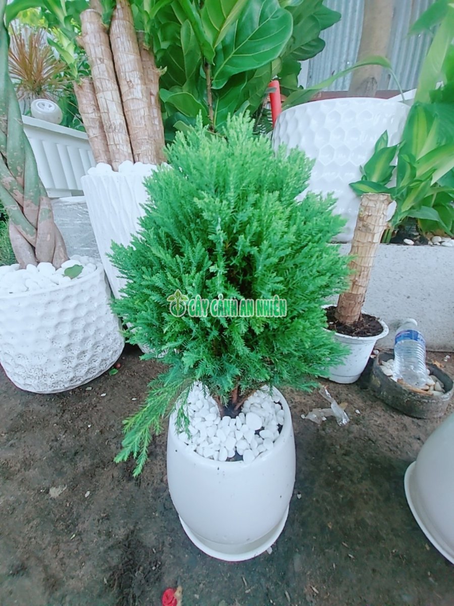 Chậu Cây Tùng Bồng Lai 40-50cm