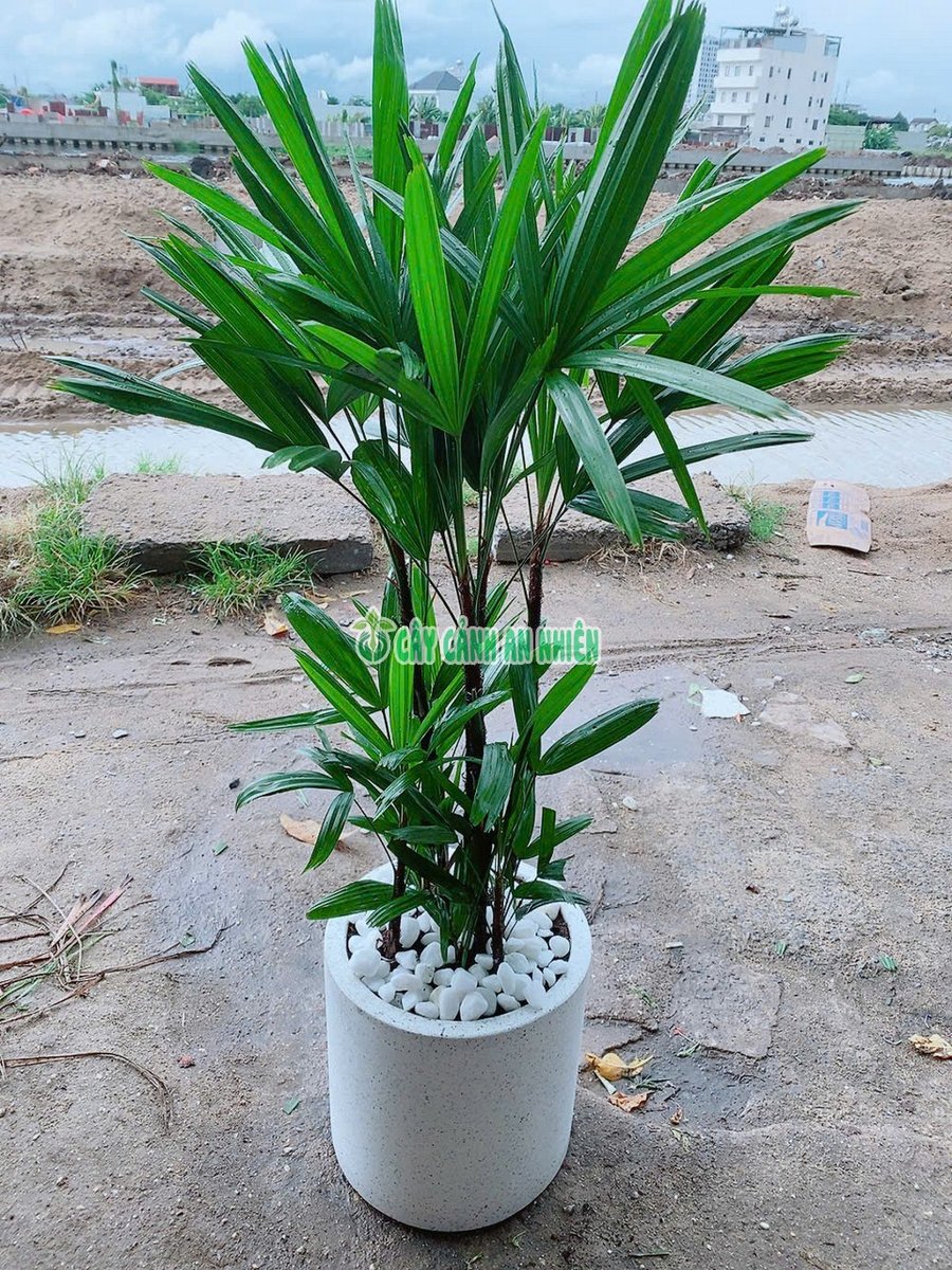 Chậu Cây Trúc Mây-Cật Mật