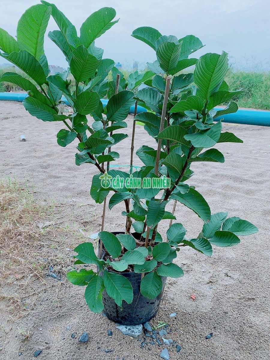 Cây Ổi Ruột Đỏ