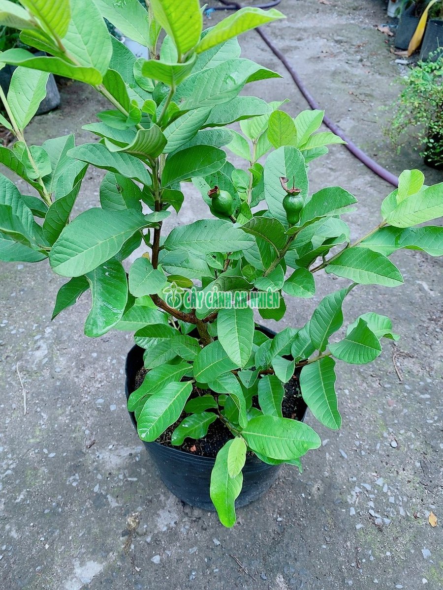 Cây Ổi Lê 60-70cm