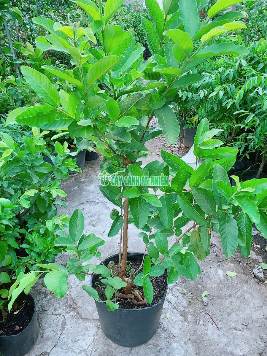 Cây Ổi Lê Lớn