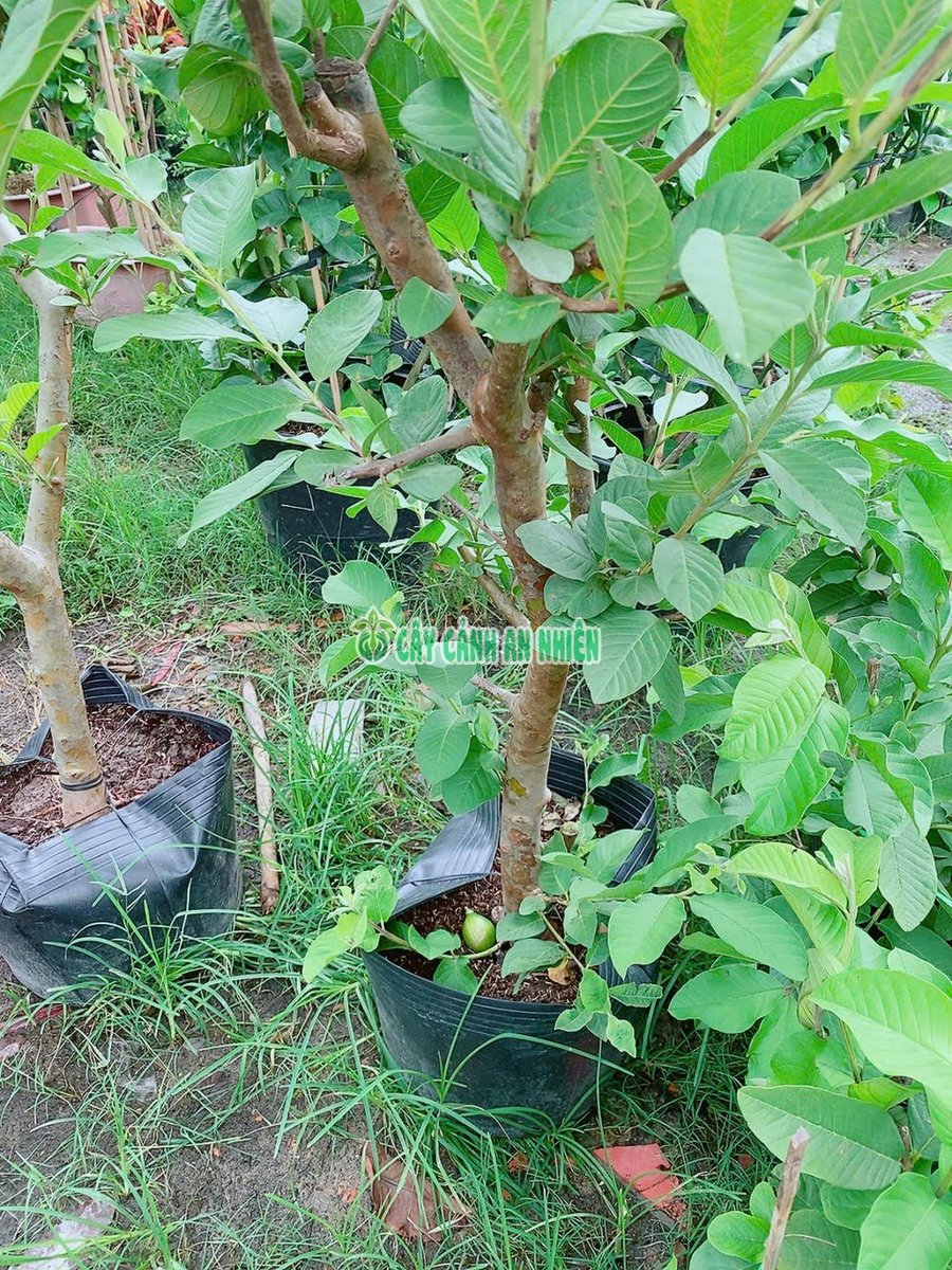 Cây Ổi Nữ Hoàng
