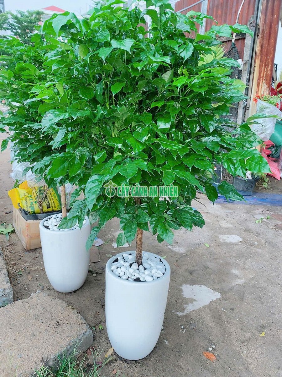 Chậu Cây Hạnh Phúc 1 Thân