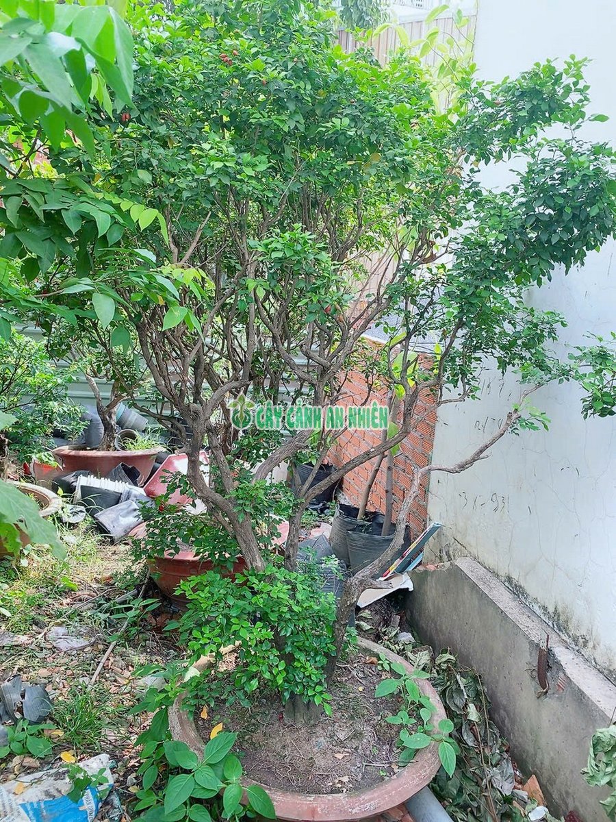 Cây Nguyệt Quế Cao Hơn 2m