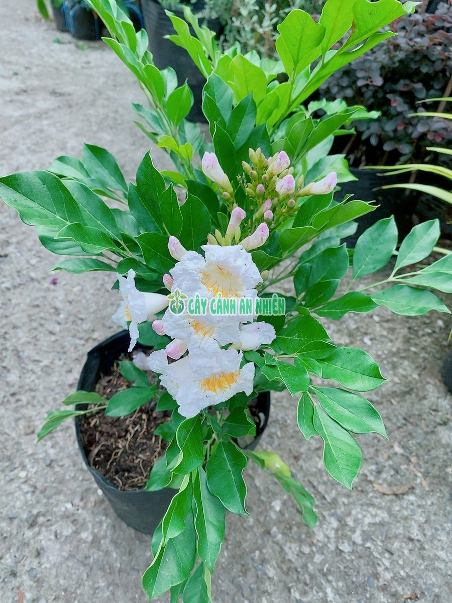 Cây Nguyệt Quế Thái Loa Kèn