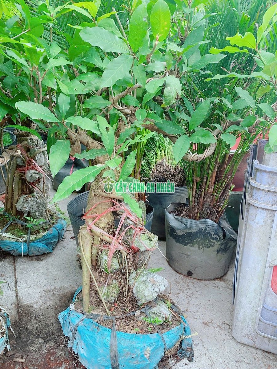 Cây Lộc Vừng Bonsai Ôm Đá