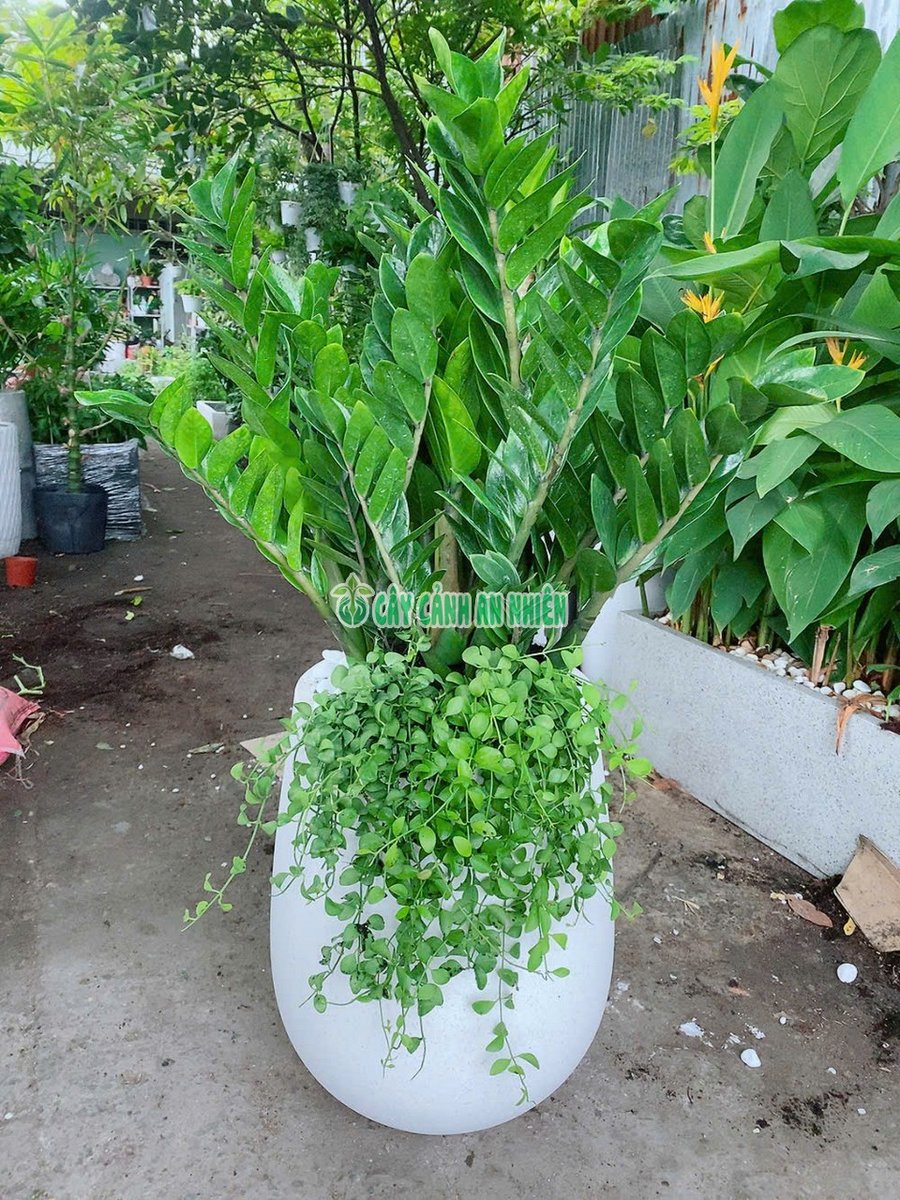 Cây Kim Tiền Kèm Chậu Cao 1m-1m3