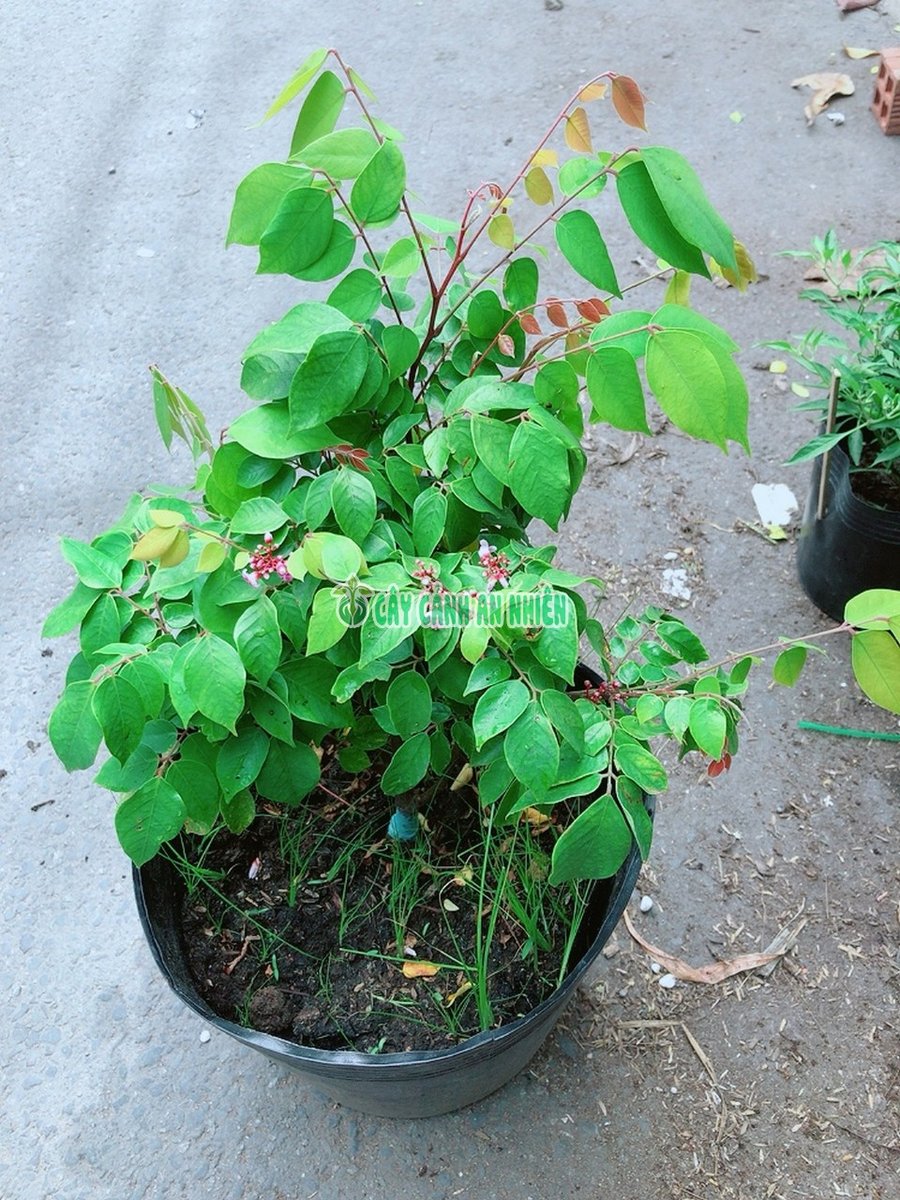 Cây Khế Ngọt