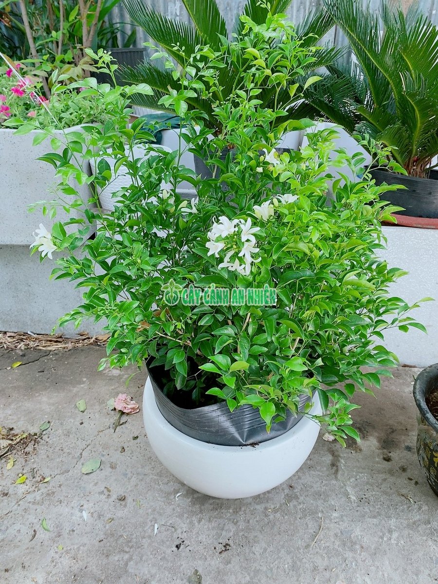 Cây Nguyệt Quế Kèm Chậu Cao 1-1m5
