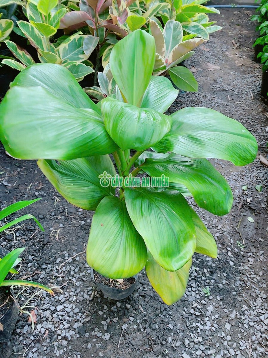 Cây Huyết Dụ Lá Xanh