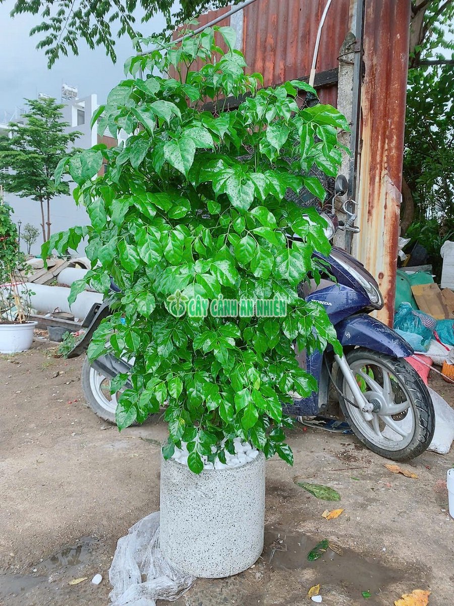 Cây Hạnh Phúc Kèm Chậu Cao 1-1m7