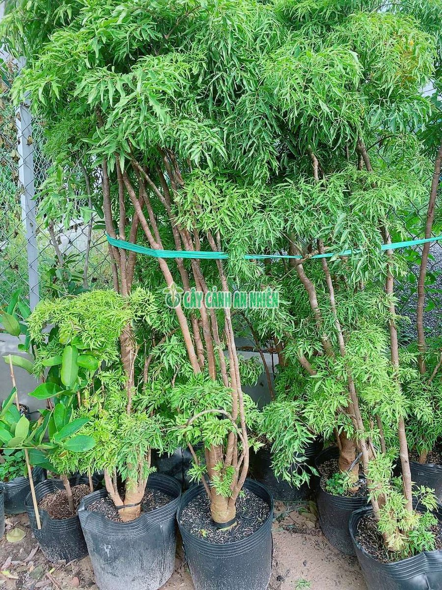 Cây Đinh Lăng Lá Lớn-Lá Nhuyễn Cao 1m4-1m7