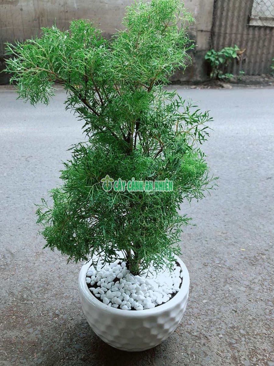 Cây Đinh Lăng Cao 50-100cm
