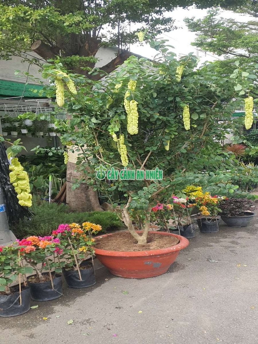 Cây Huyền Trân Công Chúa Lớn Cao 1m5-2m