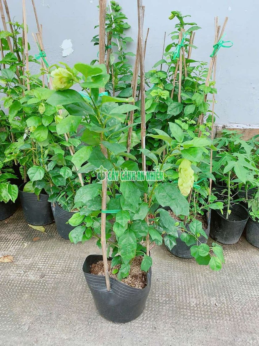 Cây Huyền Trân Công Chúa Cao 60-70cm
