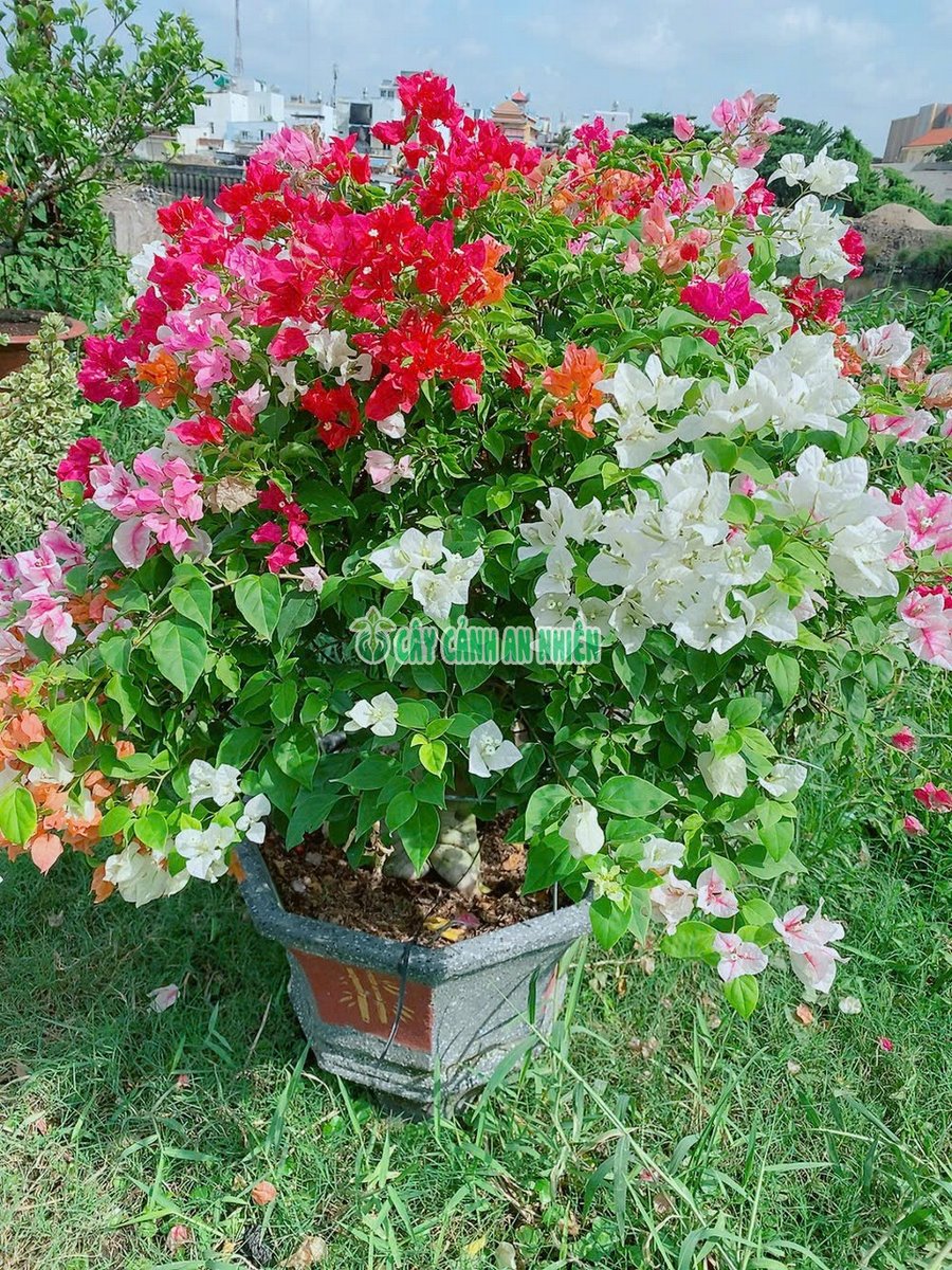 Cây Hoa Giấy Chậu Đá Gốc Cổ Thụ Cao 1m-1m2 tàn 1m
