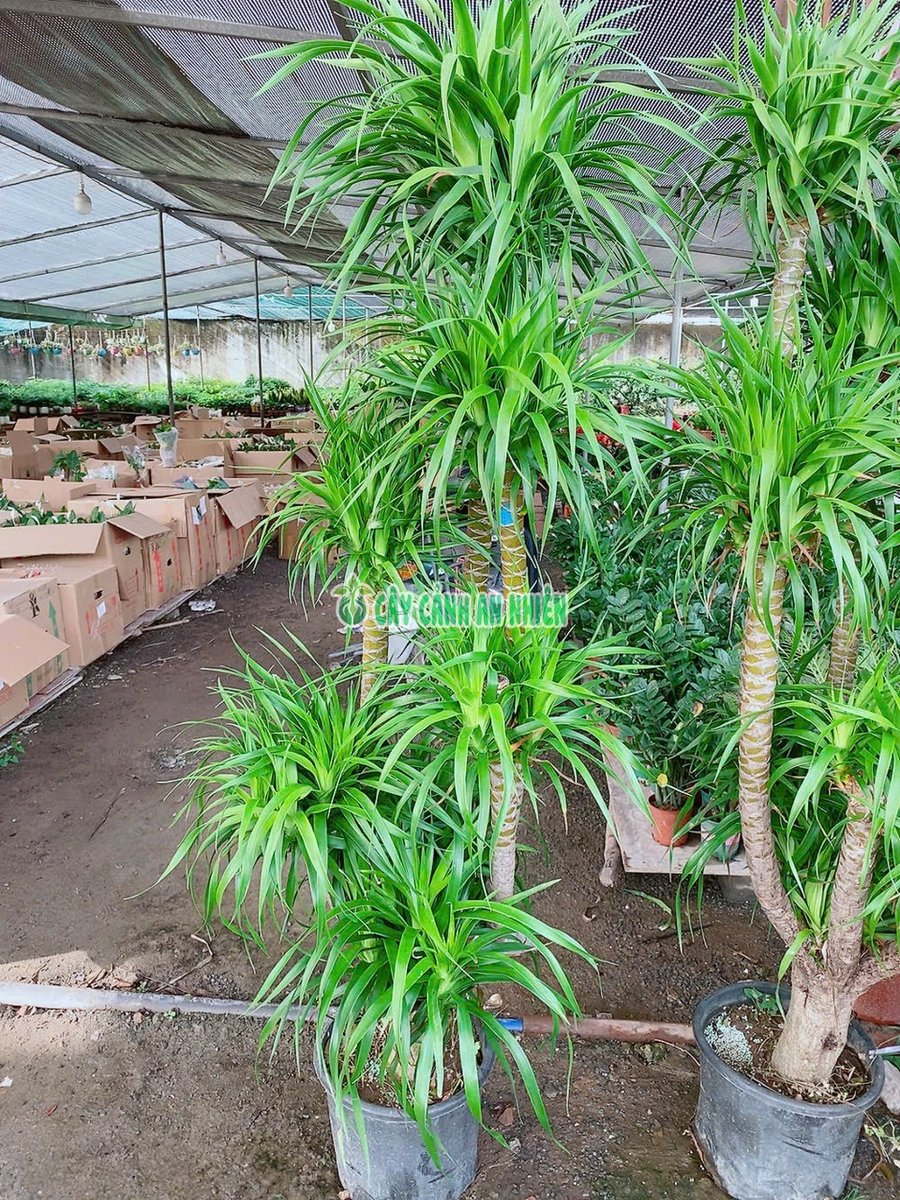 Cây Phát Tài Núi Nhiều Nhánh Cao 1m8-2m
