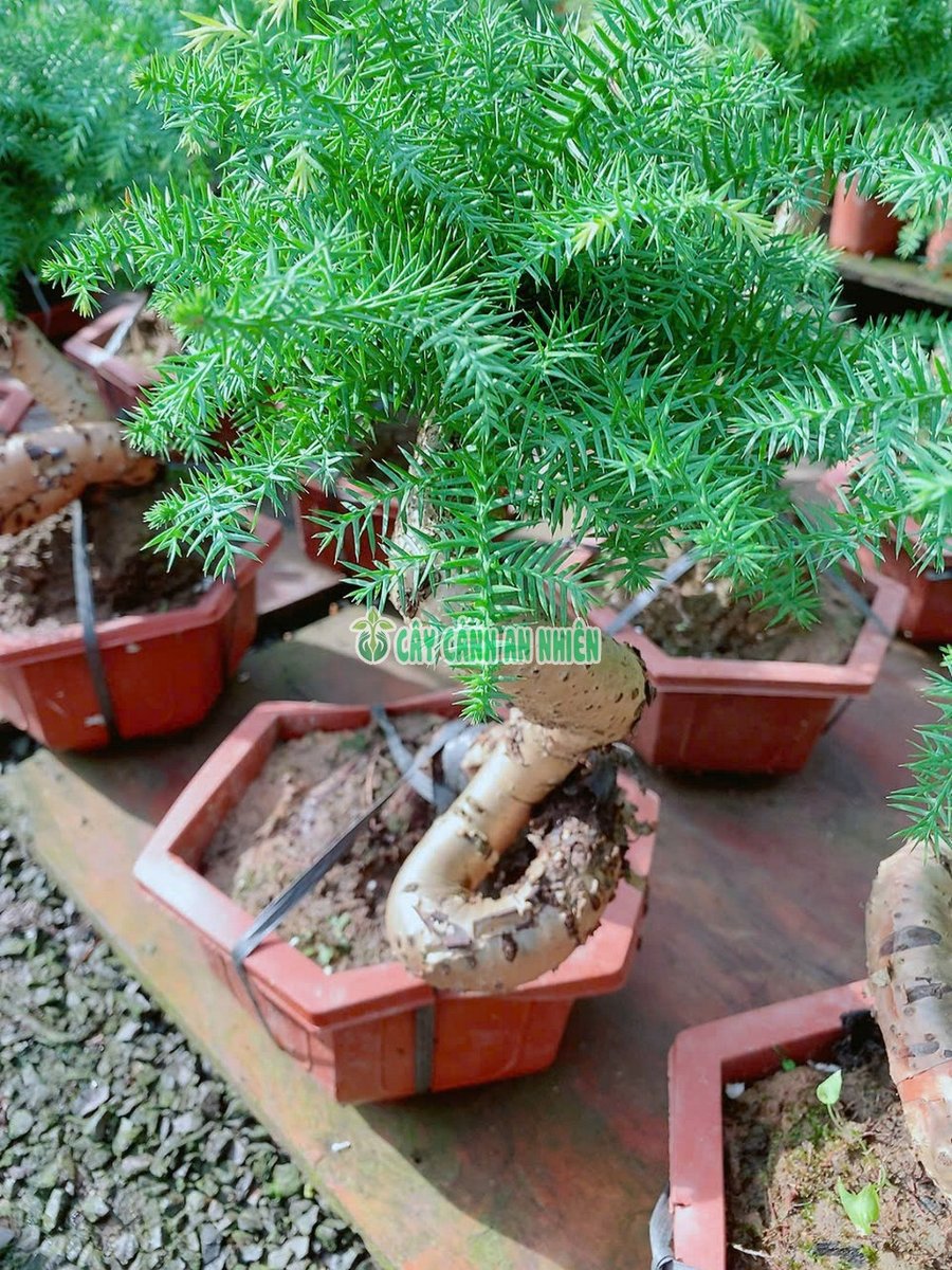 Cây Tùng Bồng Lai Cao 40cm Tán 25cm