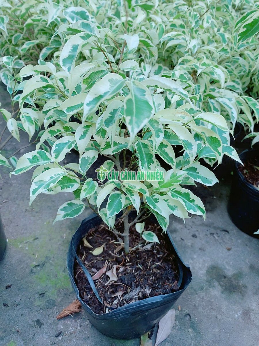 Cây Si Cẩm Thạch Cao 40cm