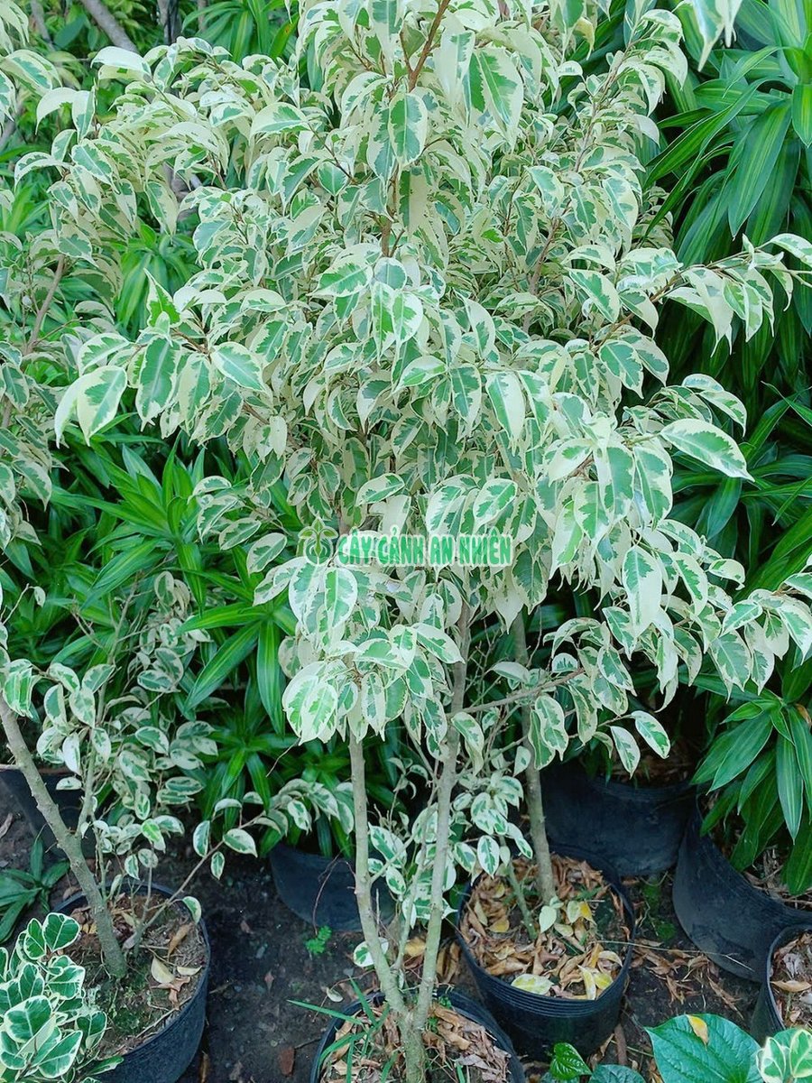 Cây Si Cẩm Thạch Cao 1m2-1m4