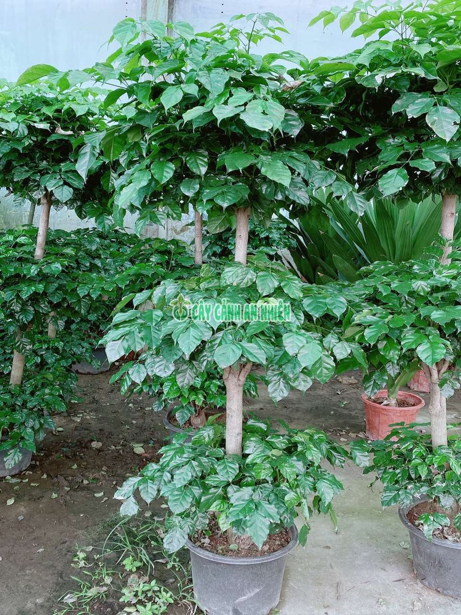 Cây Hạnh Phúc 3 Tầng 1m6-2m
