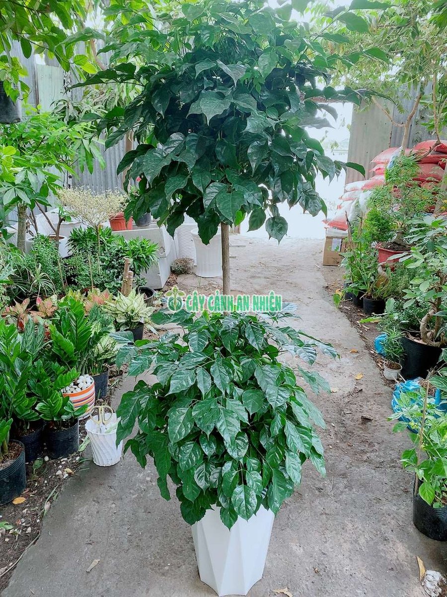 Cây Hạnh Phúc 2 Tầng Cao 1m2-1m6
