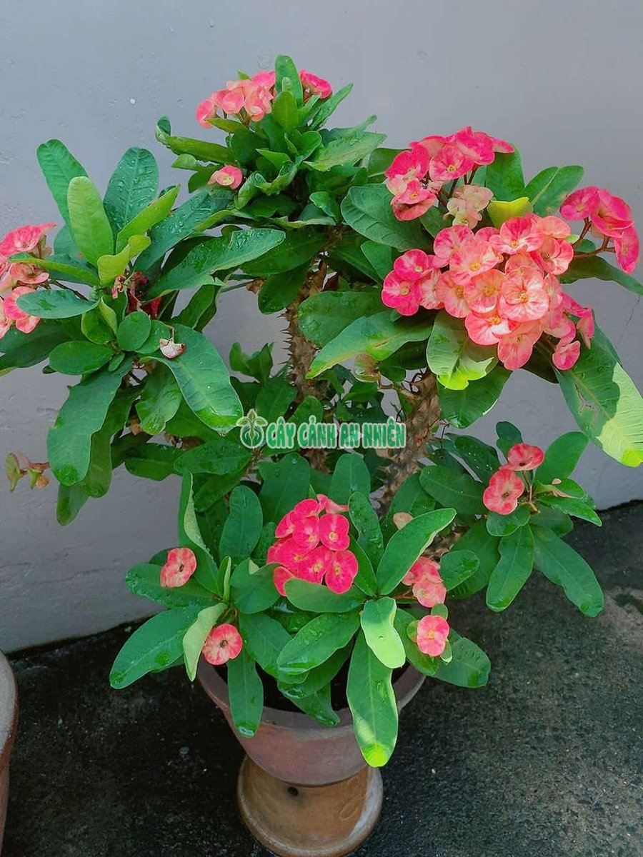 Cây Xương Rồng Bát Tiên Lớn