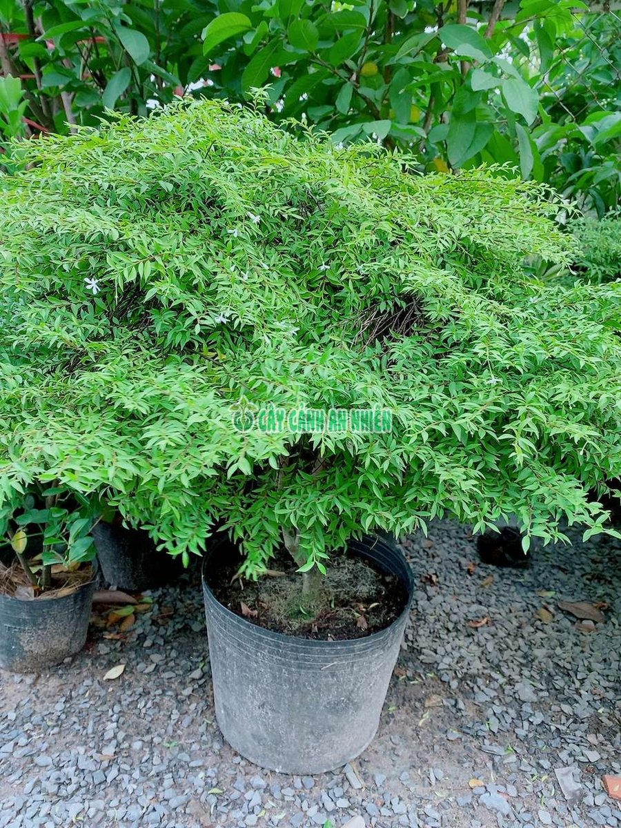 Mai Chiếu Thủy Lá Kim Cao 50-60cm