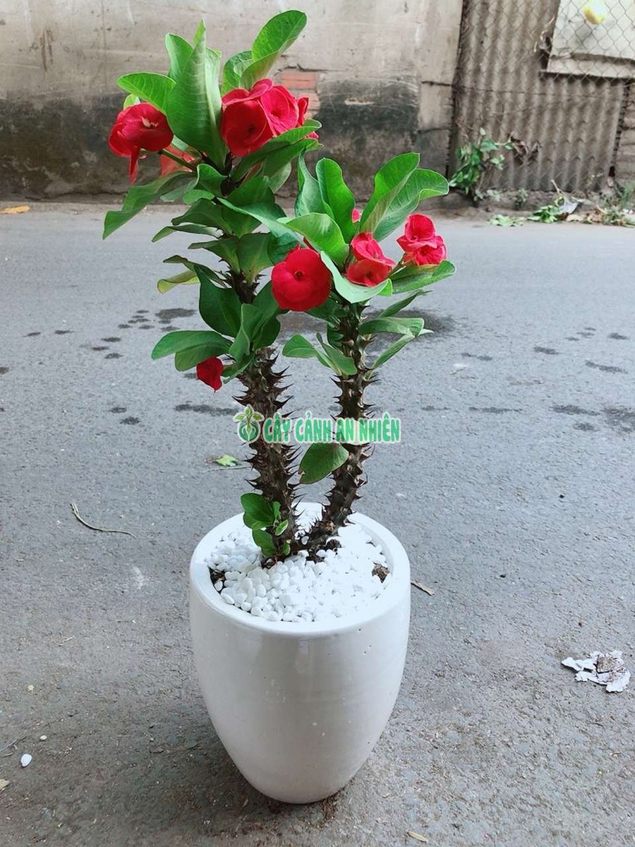 Cây Xương Rồng Bát Tiên Đỏ