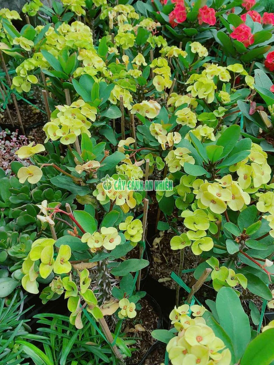 Cây Xương Rồng Bát Tiên Vàng 40-50cm