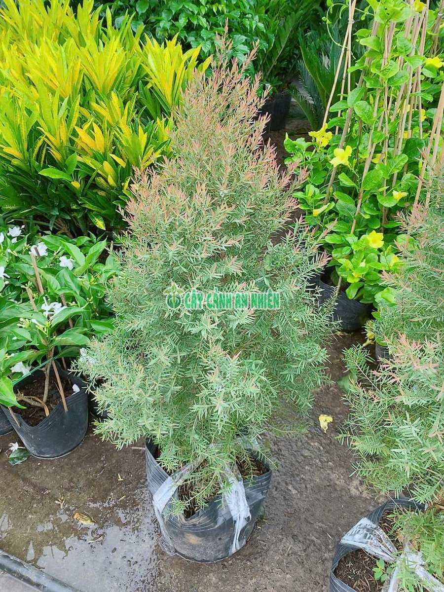 Cây Tùng Búp Đỏ Cao 80cm-1m Tán 30cm