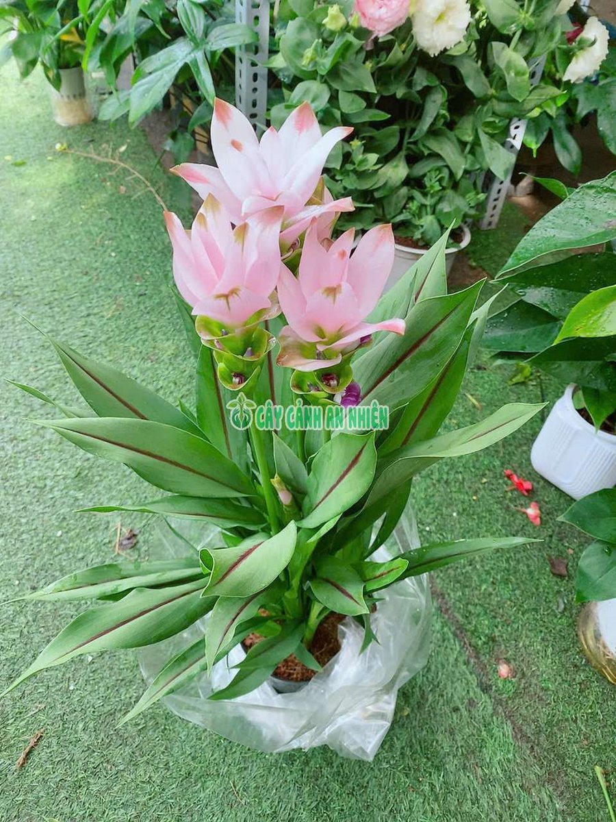 Nghệ Tây Trắng Hồng Cao 50-55cm(Khương Hoàng Hoa)