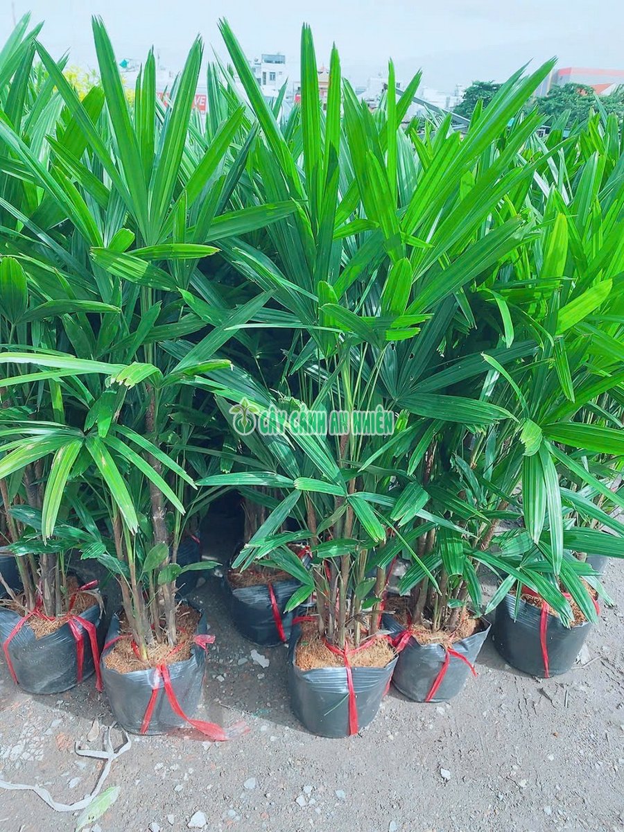 Cây Trúc Mây Cật Mật Cao 1m1