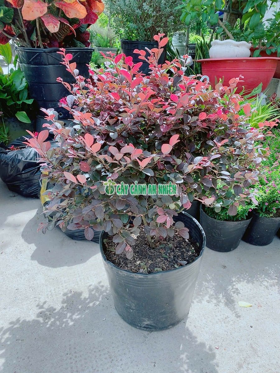Cây Hồng Phụng Cao 60cm Tán 50cm