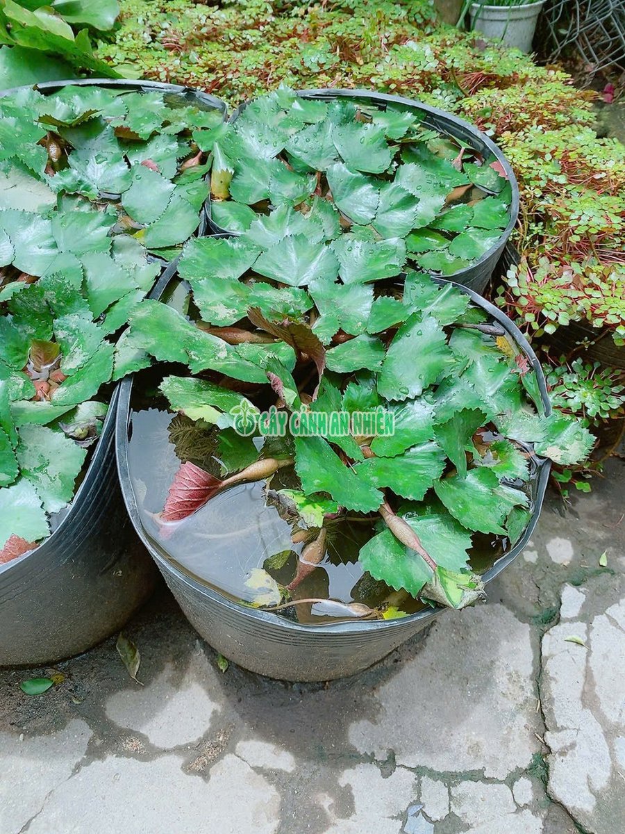 Cây Củ Ấu Trồng Ăn