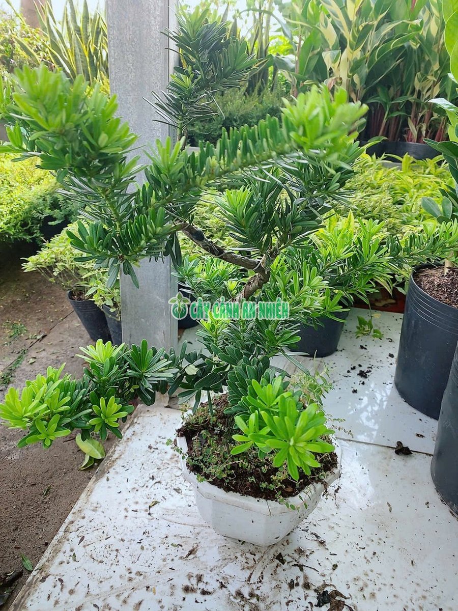 Cây Tùng Kim Cương Bonsai 60cm Tán 40-50cm