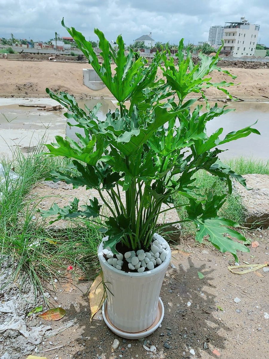 Chậu Cây Trầu Bà Thanh Xuân Cao 70-100cm