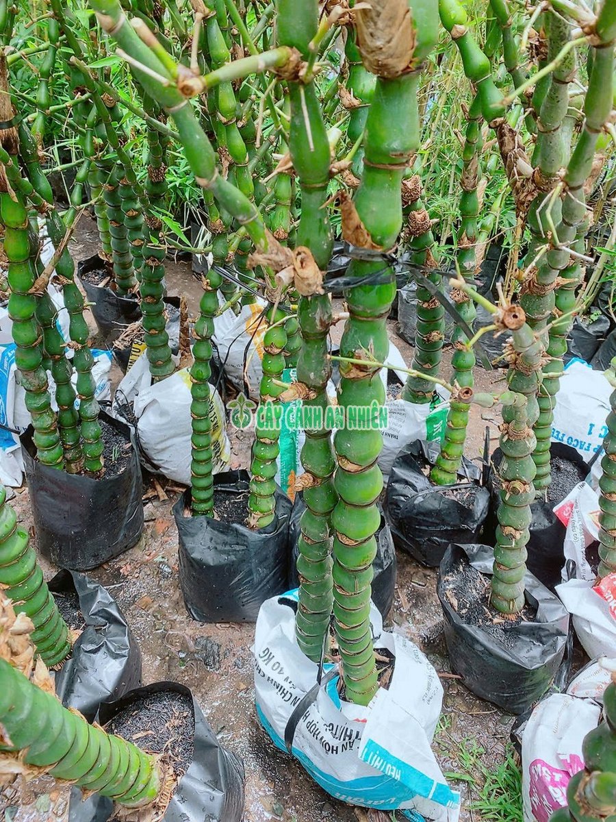 Bụi Trúc Quan Âm 2-3 gốc Cao 1m3-1m6