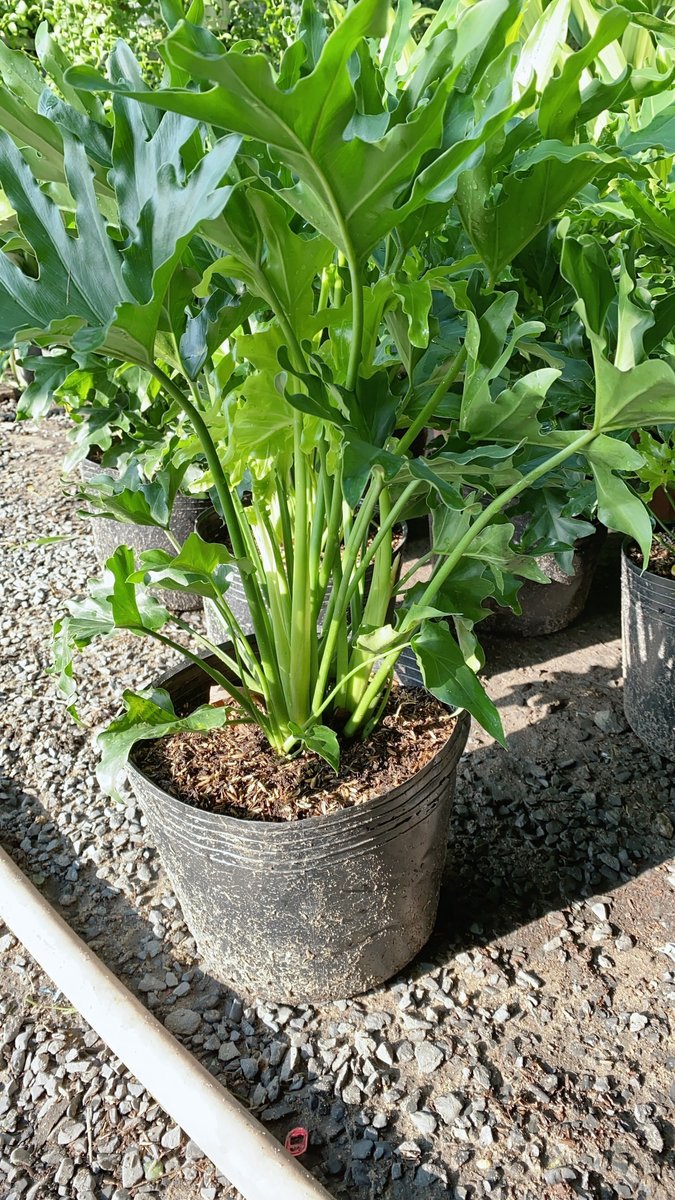 Cây Trầu Bà Thanh Xuân 70-90cm