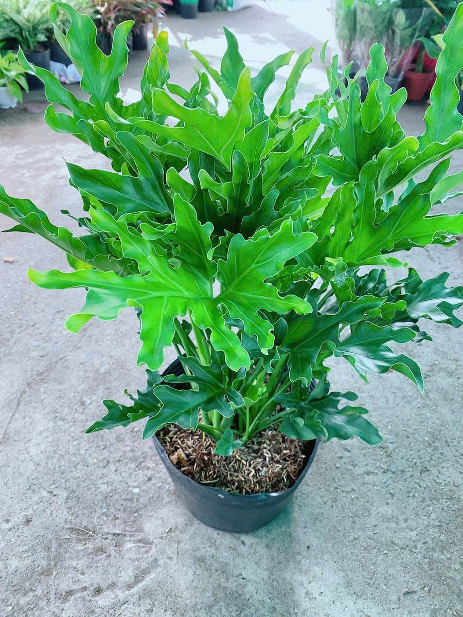 Cây Trầu Bà Thanh Xuân 50-60cm