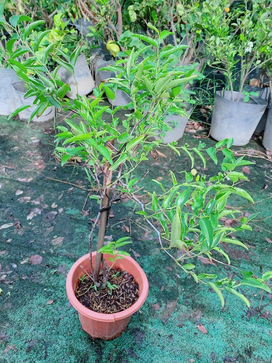 Cây Táo Tàu Cao 50-70cm Có Sẵn Trái tròn hoặc dài