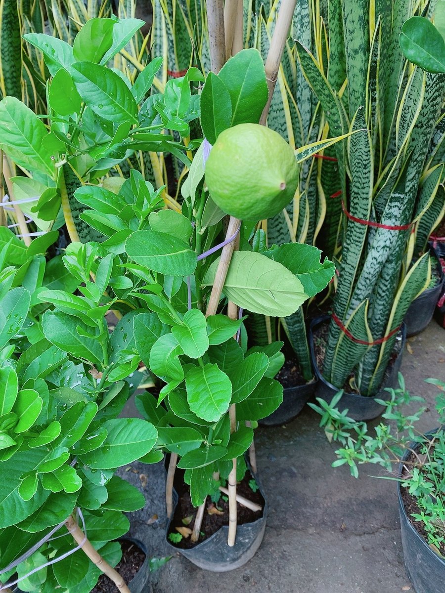 Cây Chanh Mỹ 70-100cm
