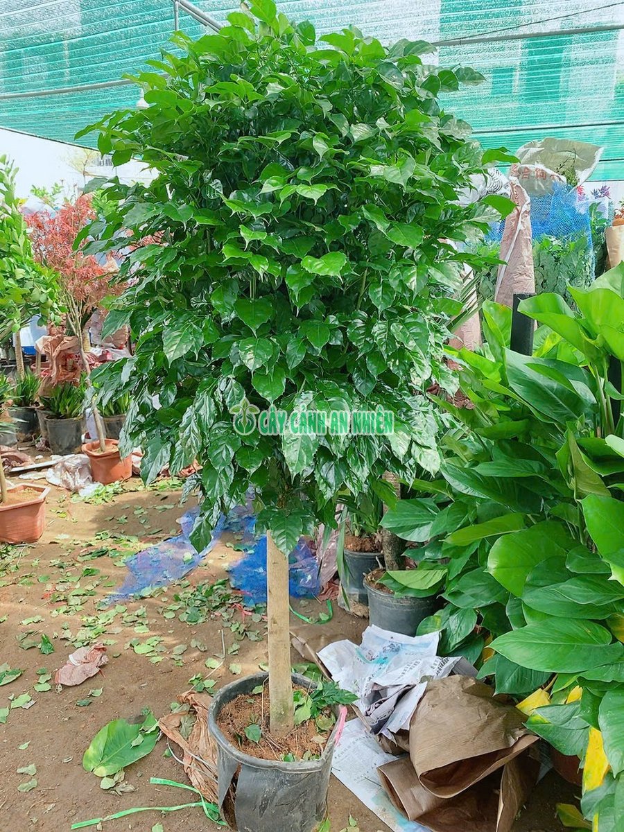 Cây Hạnh Phúc 1 Cốt Cao 2m