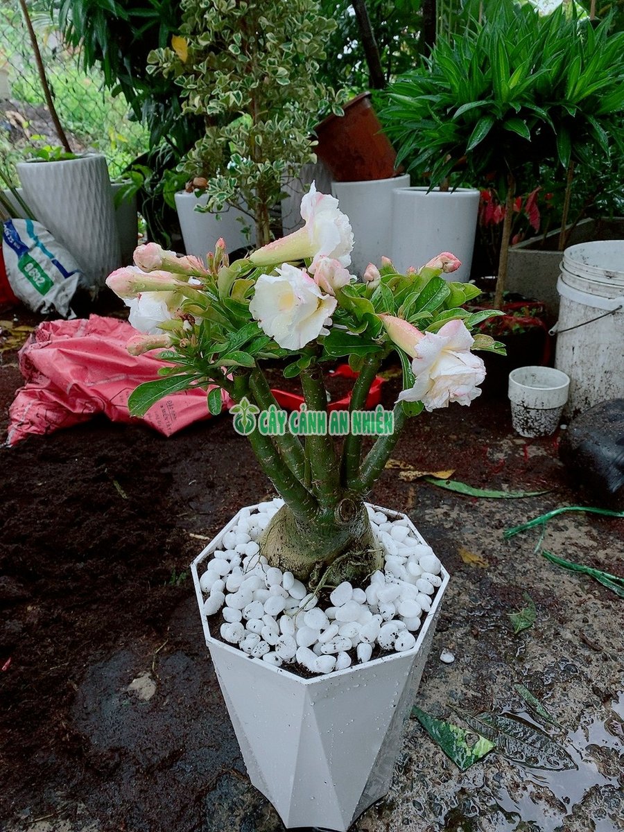 Cây Hoa Sứ Thái 40-60cm