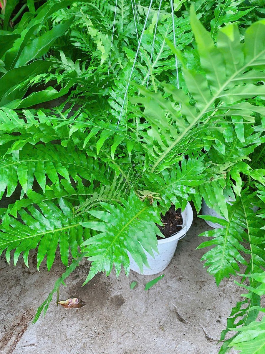 Cây Dương Sỉ Khổng Tước 50cm
