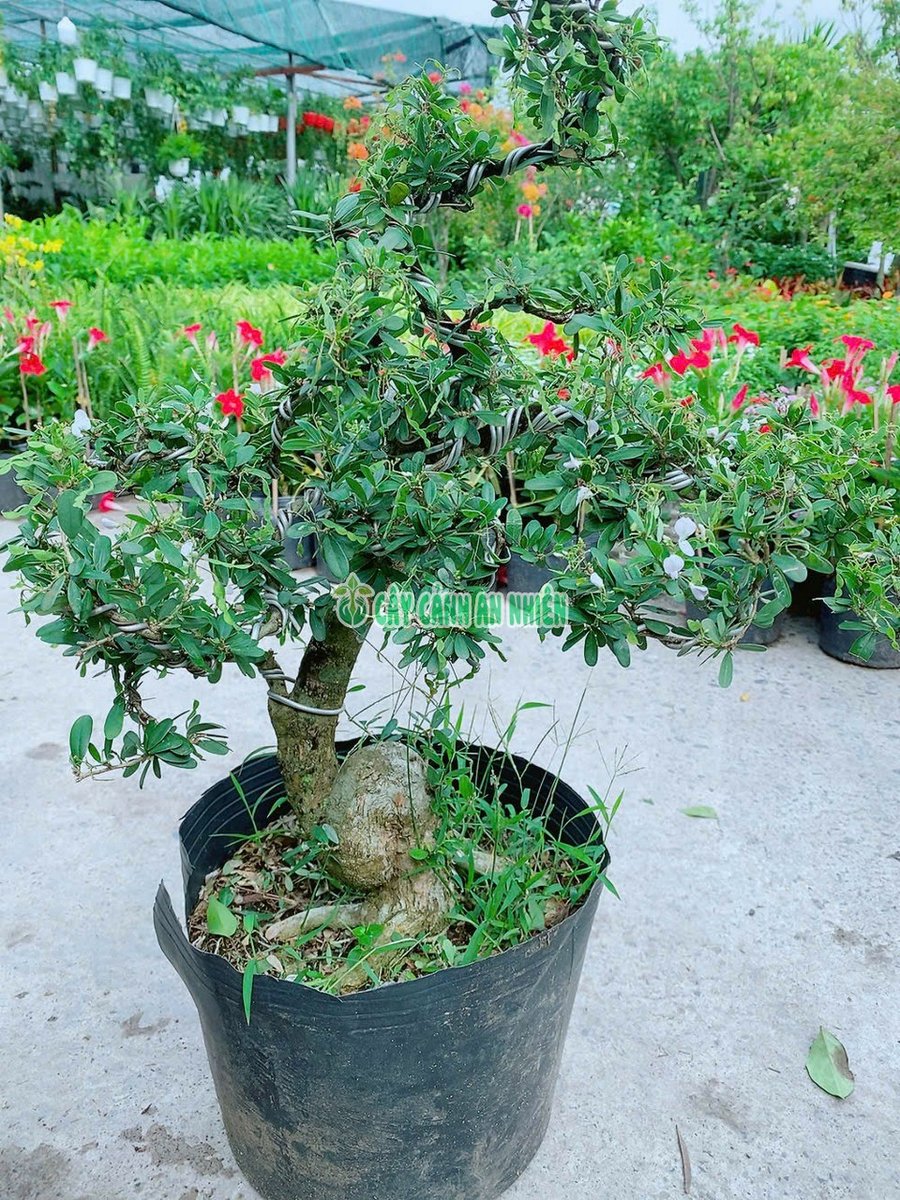 Cây Linh Sam Bonsai Hoa Trắng
