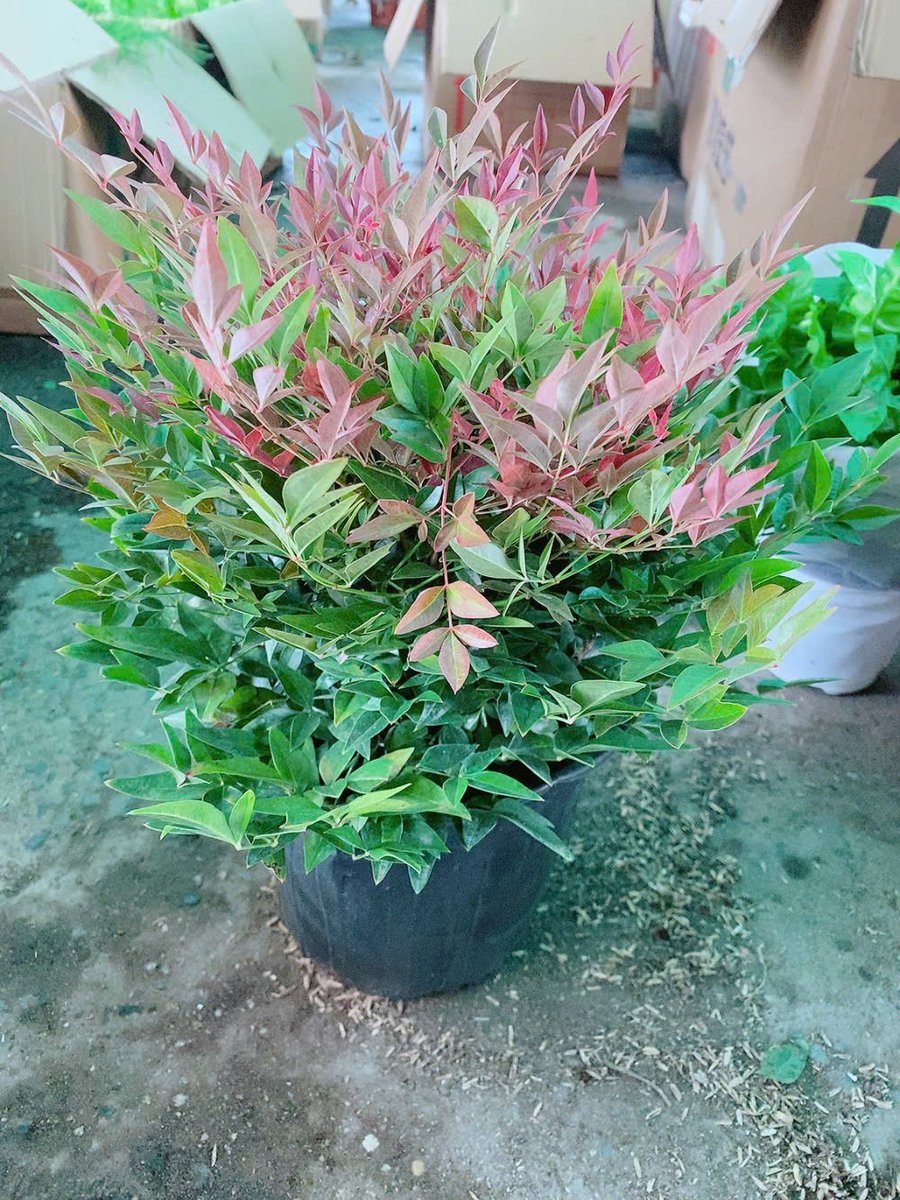 Cây Nam Thiên Trúc Cao 40cm Tàn 25cm