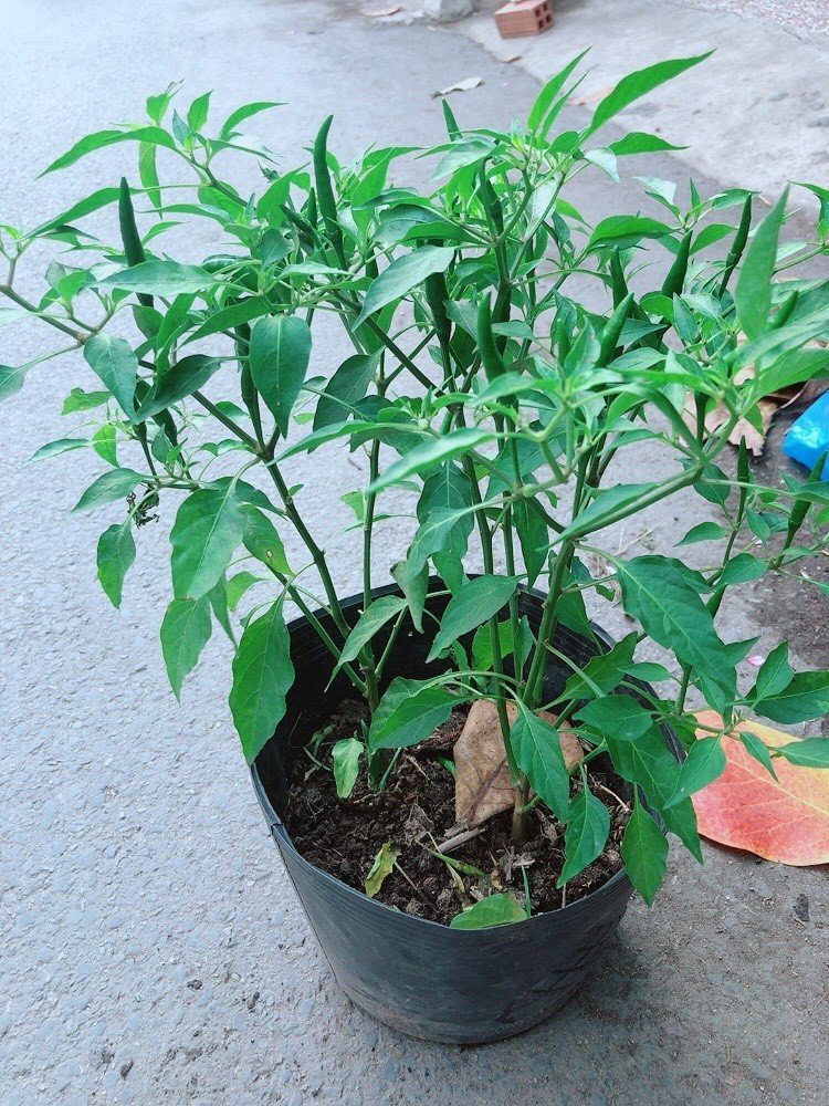 Cây Ớt Chỉ Thiên 40-50cm