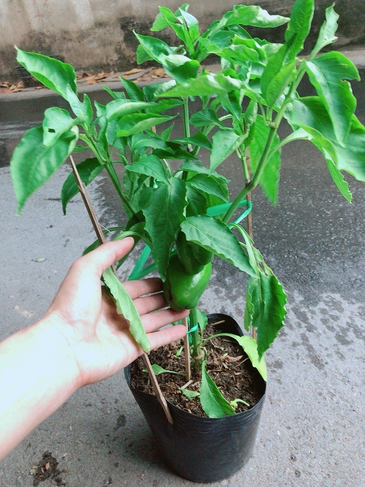 Cây Ớt Chuông 40-50cm
